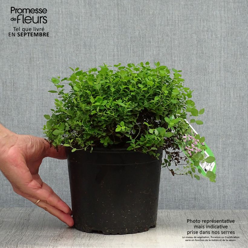 Amostra de Espireia-japonesa Little Princess - Spiraea japonica Vaso de 2 L/3 L tal como entregue no outono