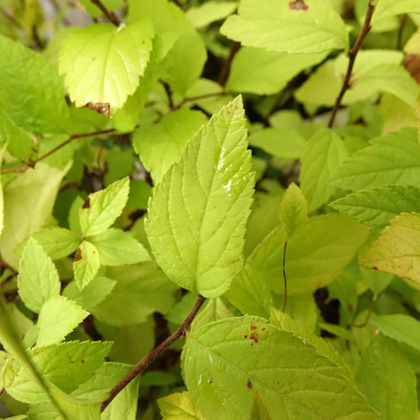 Espireia-japonesa Little Princess - Spiraea japonica (Folhagem)