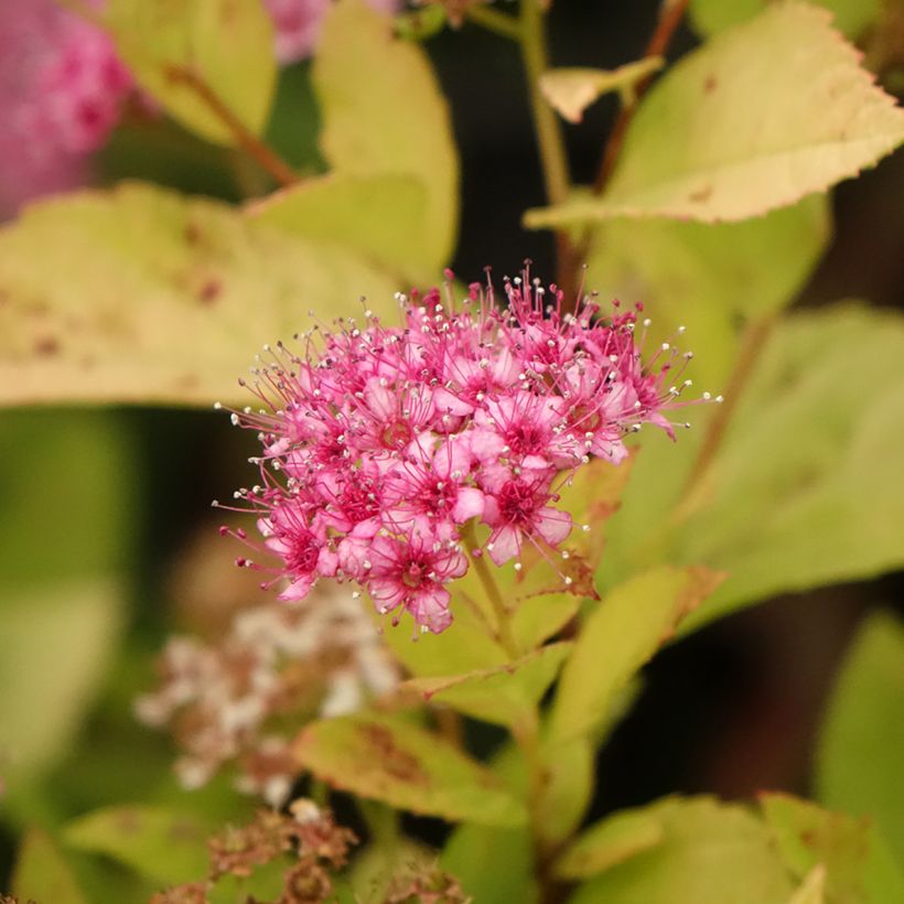 Espireia-japonesa Little Princess - Spiraea japonica (Floração)
