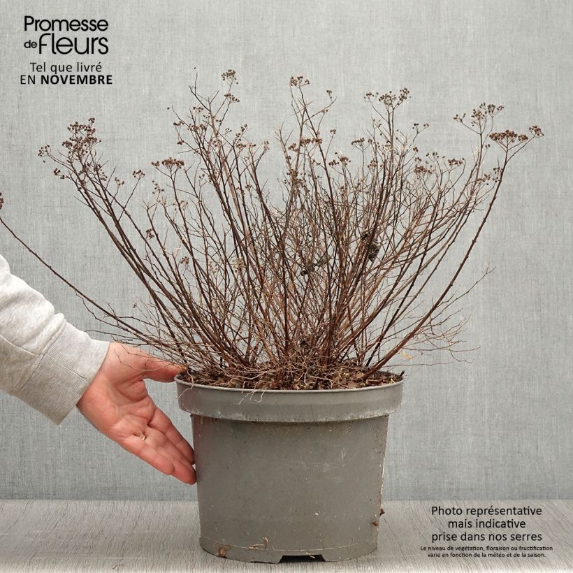 Amostra de Espireia-japonesa Little Princess - Spiraea japonica Vaso de 4 L/5 L tal como entregue no outono
