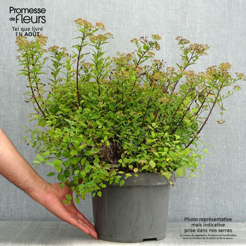 Amostra de Espireia-japonesa Little Princess - Spiraea japonica Vaso de 4 L/5 L tal como entregue no verão