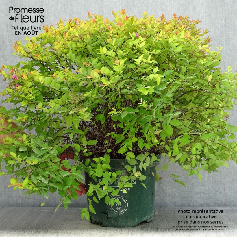 Amostra de Espireia-japonesa Magic Carpet - Spiraea japonica Vaso de 4 L/5 L tal como entregue no verão
