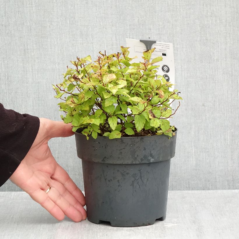 Amostra de Espireia-japonesa Magic Carpet - Spiraea japonica Vaso de 2 L/3 L tal como entregue no outono