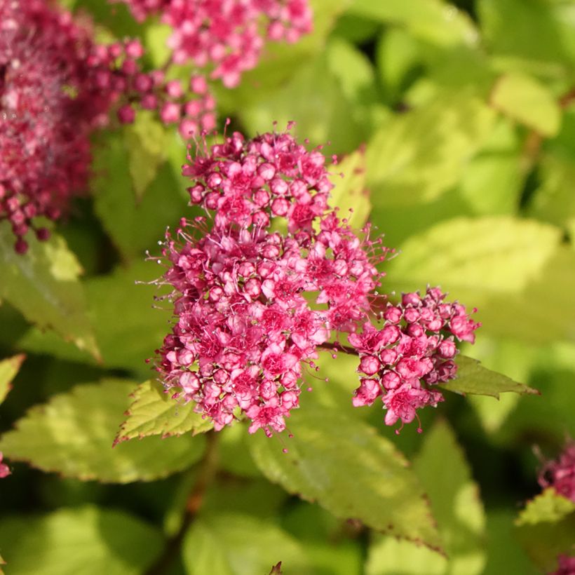 Espireia-japonesa Magic Carpet - Spiraea japonica (Floração)