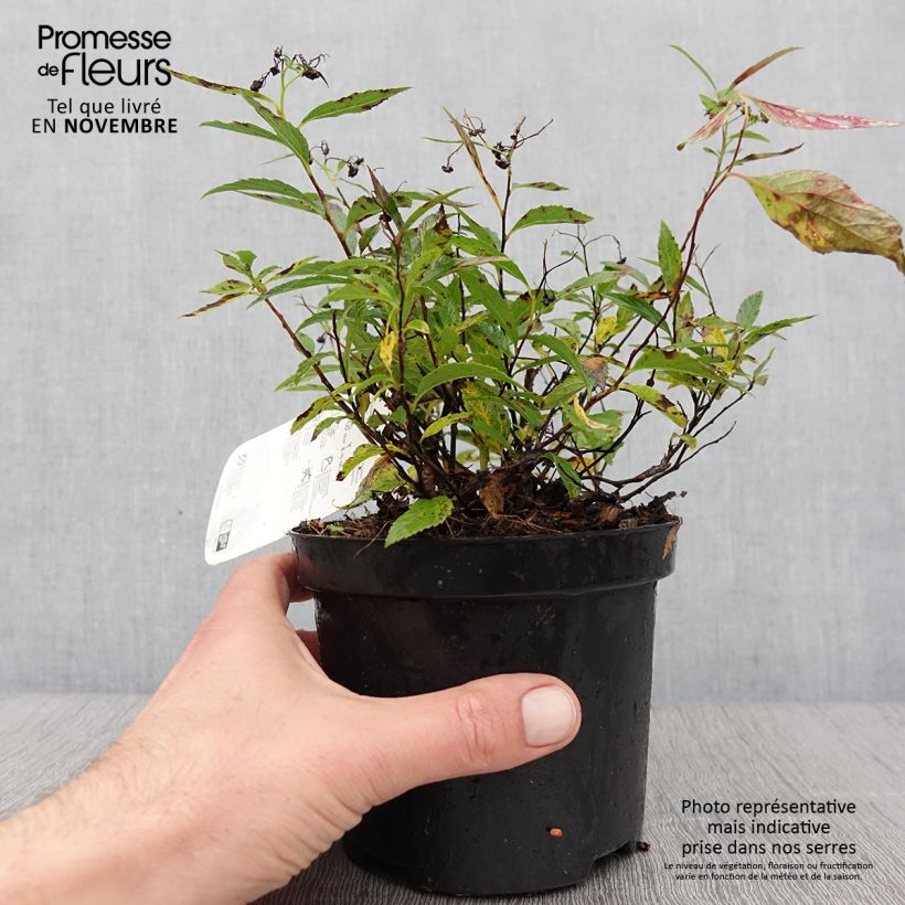 Amostra de Espireia-japonesa Shirobana - Spiraea japonica Vaso de 1 L/1,5 L tal como entregue no outono