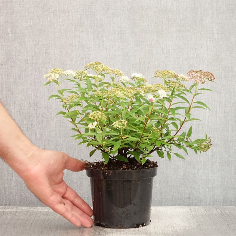 Amostra de Espireia-japonesa Shirobana - Spiraea japonica Vaso de 1 L/1,5 L tal como entregue no verão