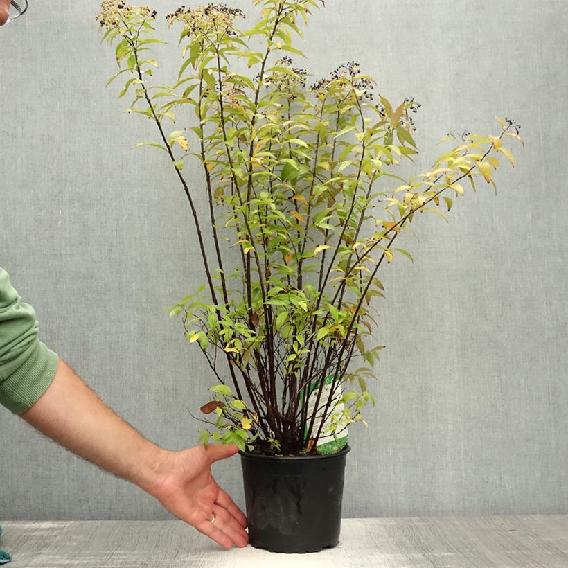 Amostra de Espireia-japonesa Shirobana - Spiraea japonica Vaso de 2 L/3 L tal como entregue no verão