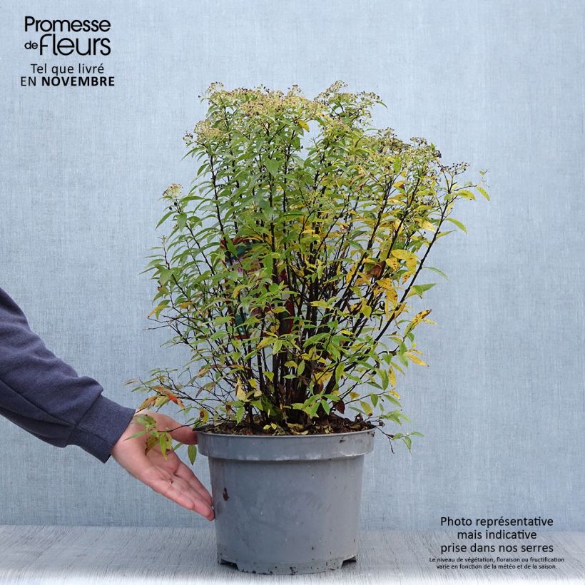 Amostra de Espireia-japonesa Shirobana - Spiraea japonica Vaso de 7,5 L/10 L tal como entregue no outono