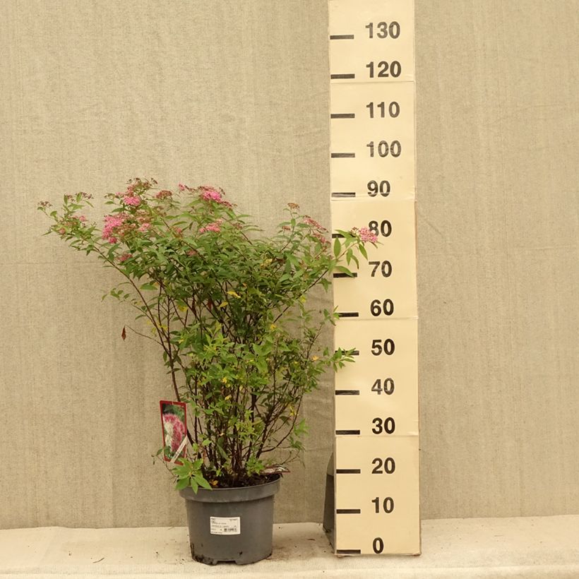 Amostra de Espireia-japonesa Shirobana - Spiraea japonica Vaso de 7,5 L/10 L tal como entregue no verão