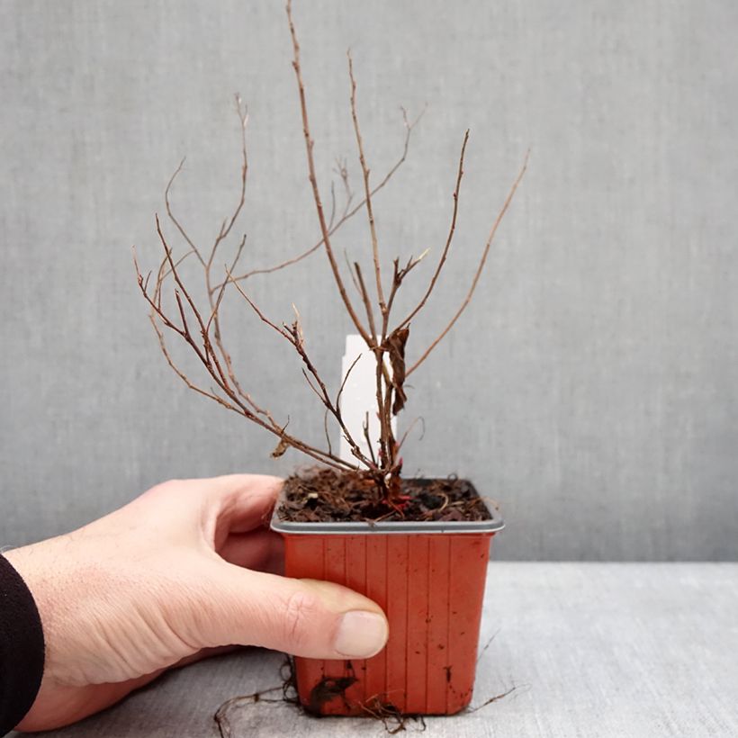 Amostra de Espireia-japonesa Shirobana - Spiraea japonica Vaso de 8/9 cm tal como entregue no inverno