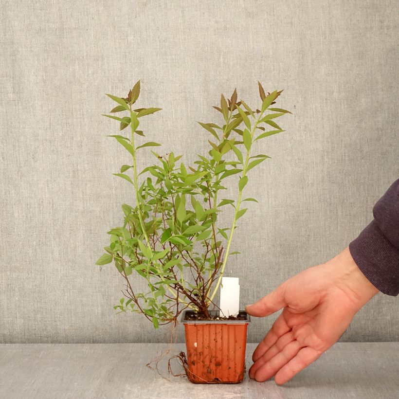 Amostra de Espireia-japonesa Shirobana - Spiraea japonica Vaso de 8/9 cm tal como entregue na primavera