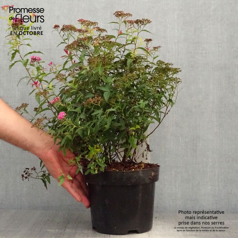 Amostra de Espireia-japonesa Dart's Red - Spiraea japonica Vaso de 3 L/4 L tal como entregue no outono