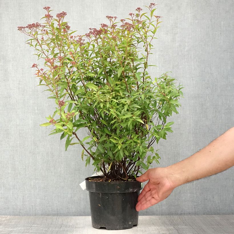 Amostra de Espireia-japonesa Dart's Red - Spiraea japonica Vaso de 3 L/4 L tal como entregue no verão