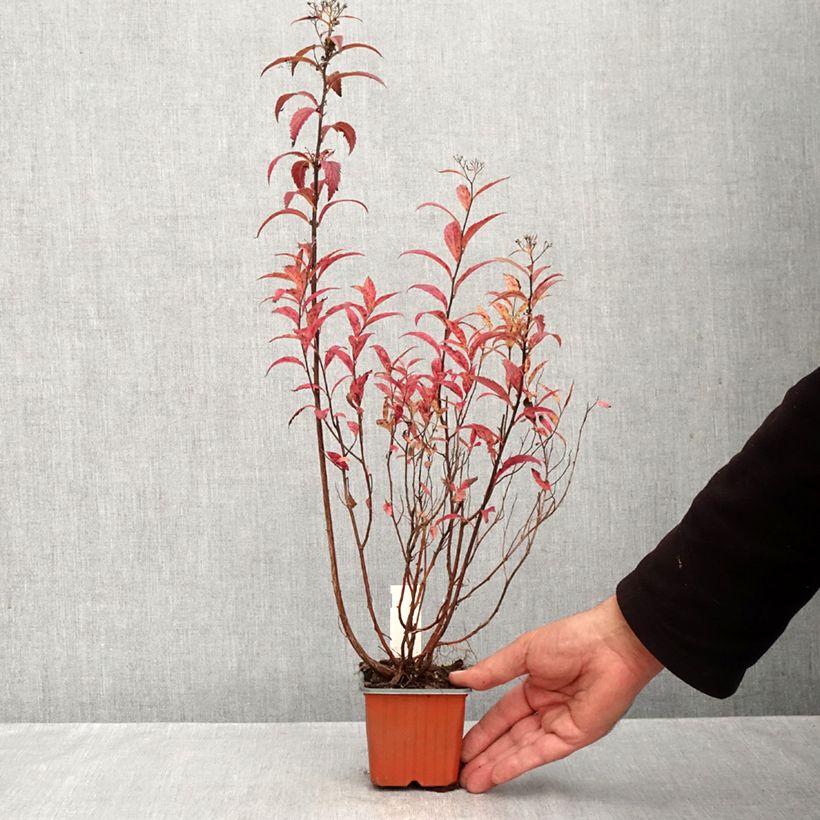 Amostra de Espireia-japonesa Dart's Red - Spiraea japonica Vaso de 8/9 cm tal como entregue no outono