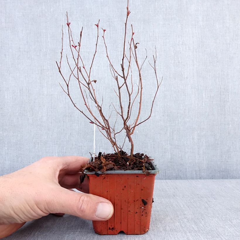 Amostra de Spirée japonaise - Spiraea japonica Dart's Red Vaso de 8/9 cm tal como entregue no inverno