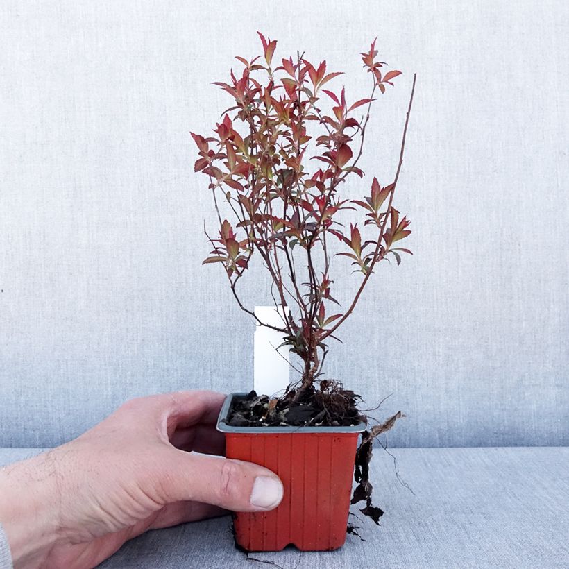 Amostra de Espireia-japonesa Dart's Red - Spiraea japonica Vaso de 8/9 cm tal como entregue na primavera