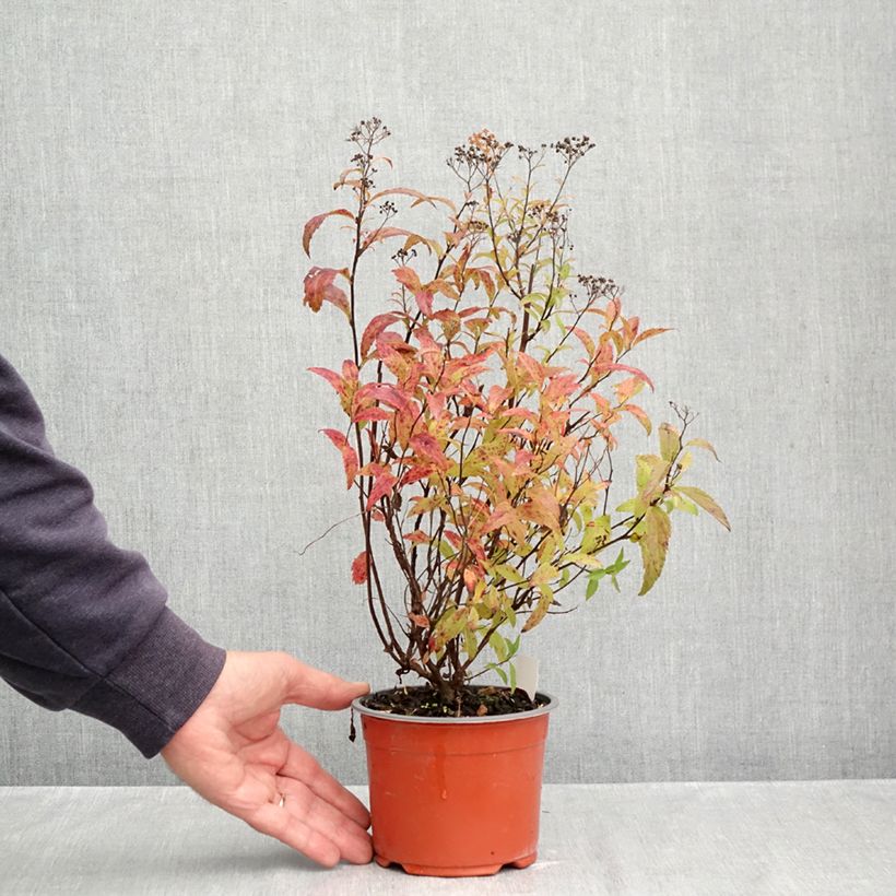 Amostra de Espireia-japonesa Dart's Red - Spiraea japonica Vaso de 1 L/1,5 L tal como entregue no outono