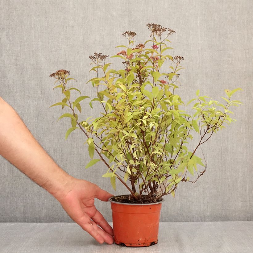 Amostra de Espireia-japonesa Dart's Red - Spiraea japonica Vaso de 1 L/1,5 L tal como entregue no verão