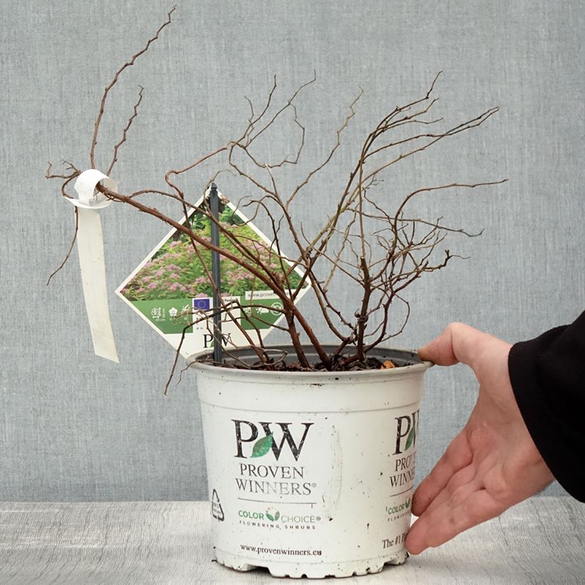 Amostra de Spirée japonaise - Spiraea japonica Double Play Big Bang Pot de 2L/3L tal como entregue no outono