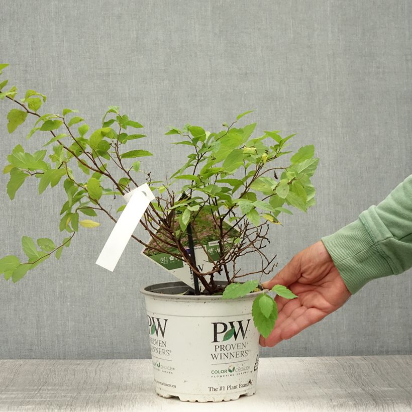 Amostra de Espireia-japonesa Double Play Big Bang - Spiraea japonica Vaso de 2 L/3 L tal como entregue no verão