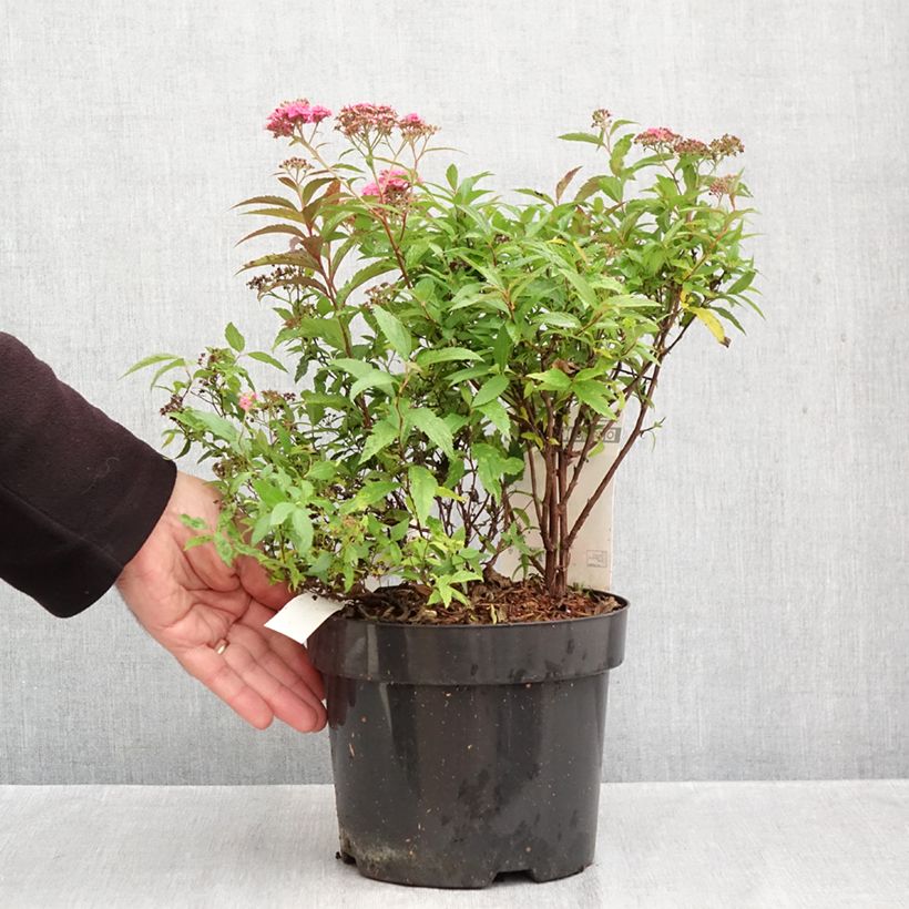 Amostra de Espireia-japonesa Neon Flash - Spiraea japonica Vaso de 2 L/3 L tal como entregue no outono
