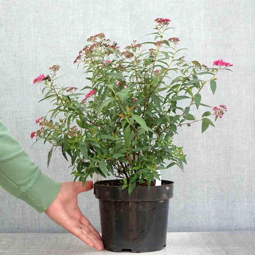 Amostra de Espireia-japonesa Neon Flash - Spiraea japonica Vaso de 2 L/3 L tal como entregue no verão
