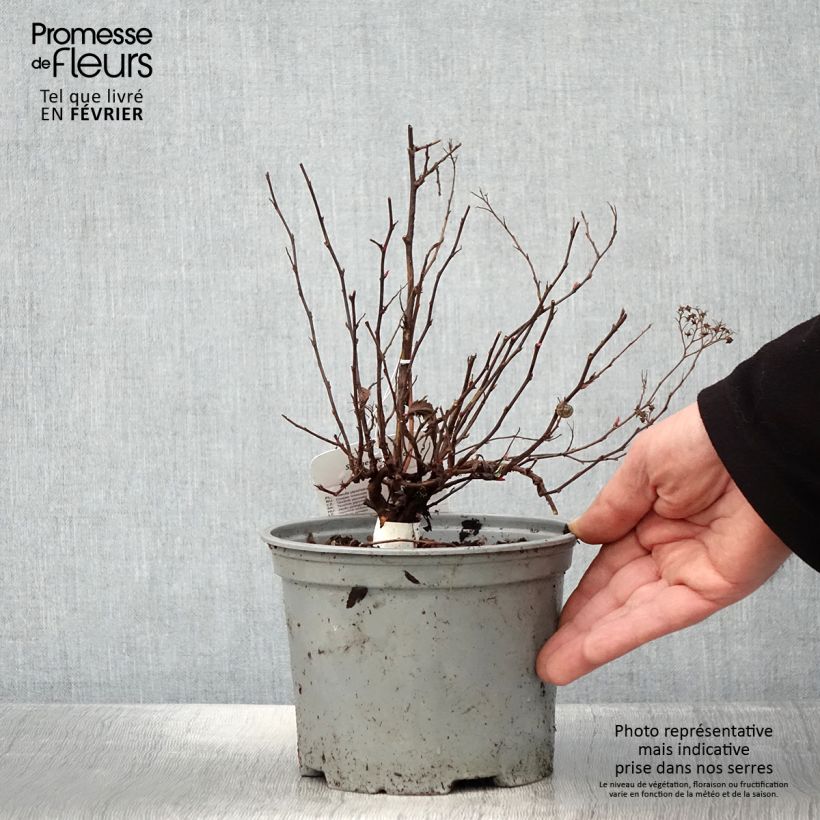 Amostra de Spirée japonaise - Spiraea japonica Neon Flash Vaso de 2 L/3 L tal como entregue no inverno