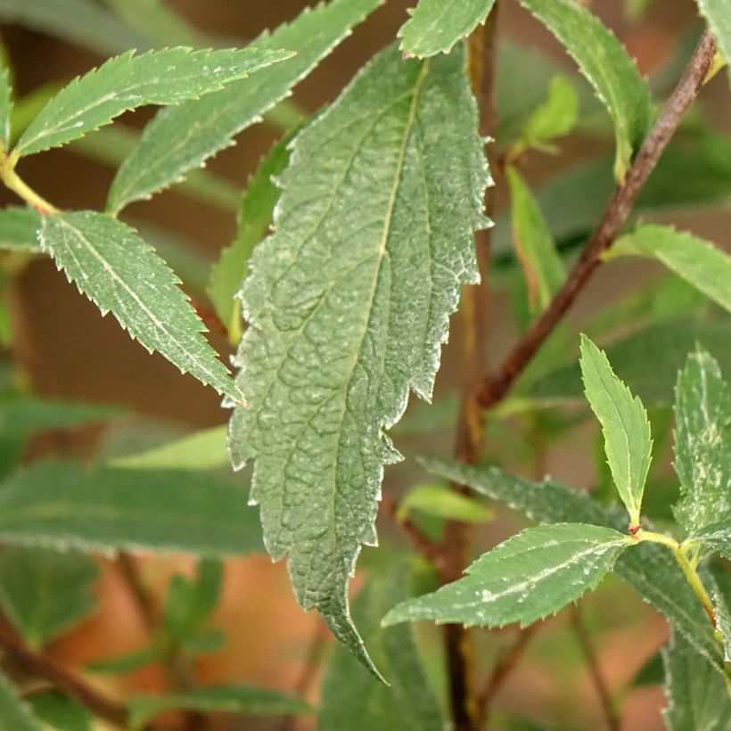 Espireia-japonesa Neon Flash - Spiraea japonica (Folhagem)