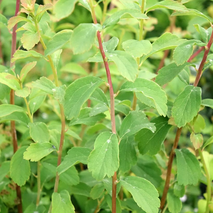 Espireia Halward's Silver - Spiraea nipponica (Folhagem)