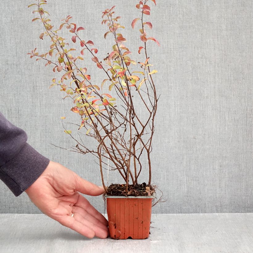 Amostra de Espireia Halward's Silver - Spiraea nipponica Vaso de 8/9 cm tal como entregue no outono