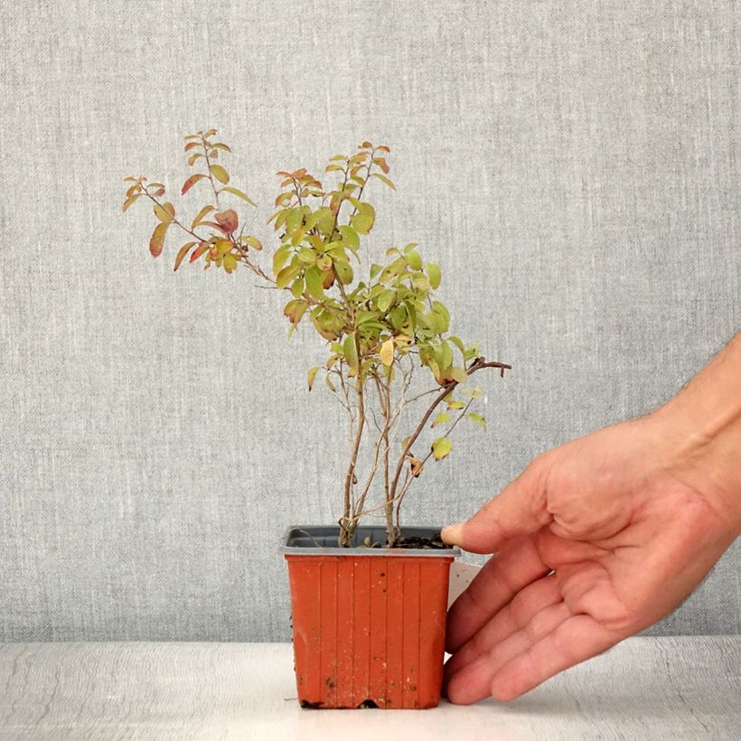 Amostra de Espireia Halward's Silver - Spiraea nipponica Vaso de 8/9 cm tal como entregue no verão
