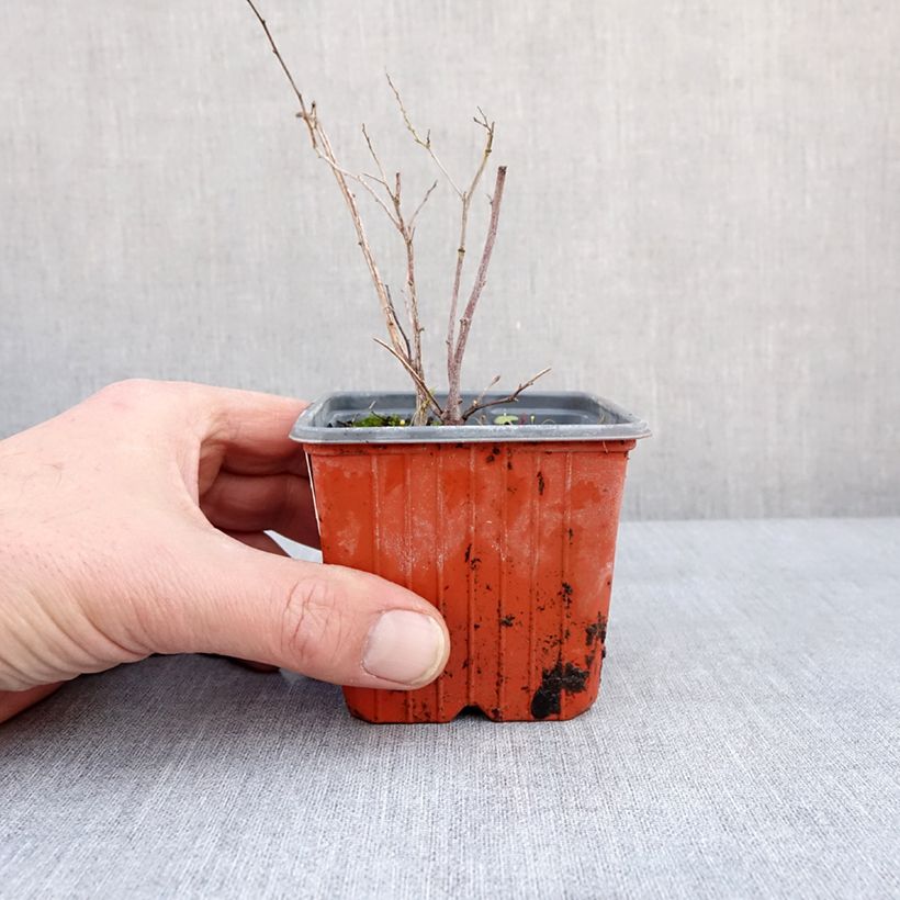 Amostra de Espireia Halward's Silver - Spiraea nipponica Vaso de 8/9 cm tal como entregue no inverno