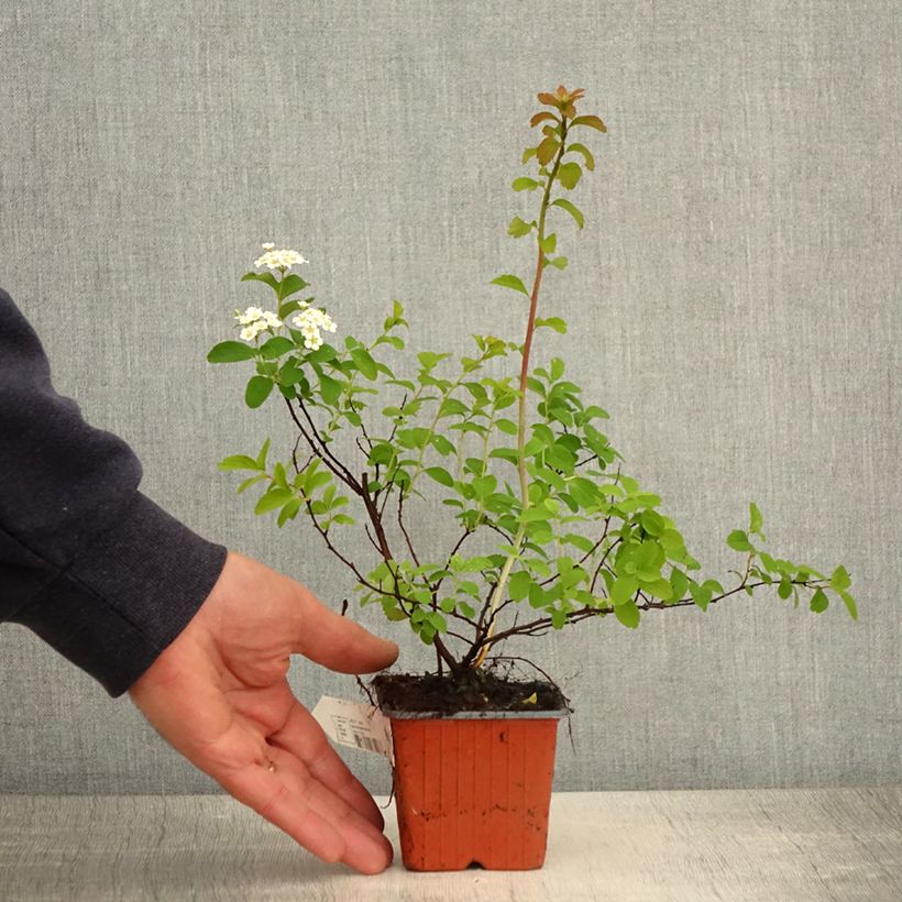 Amostra de Espireia Halward's Silver - Spiraea nipponica Vaso de 8/9 cm tal como entregue na primavera