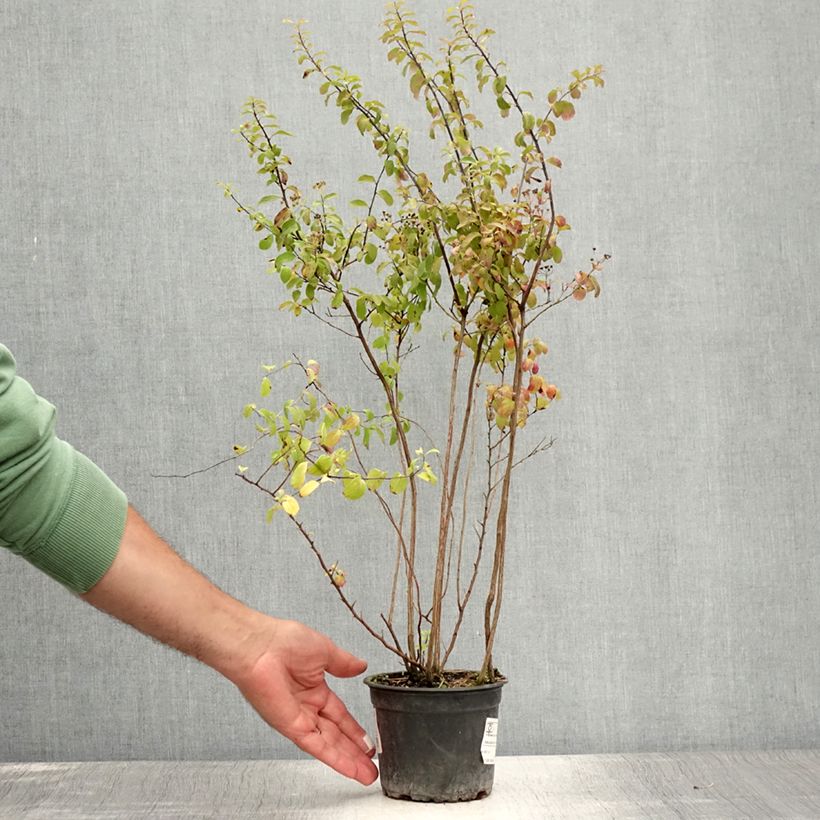 Amostra de Espireia Halward's Silver - Spiraea nipponica Vaso de 1 L/1,5 L tal como entregue no verão
