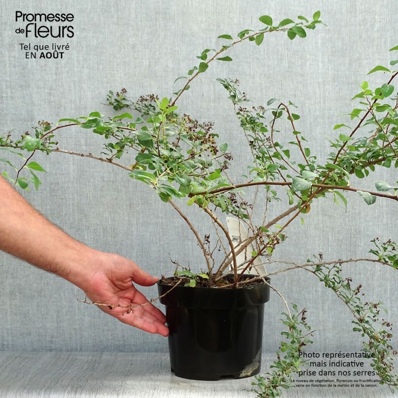 Amostra de Espireia White Carpet - Spiraea nipponica Vaso de 3 L/4 L tal como entregue no verão