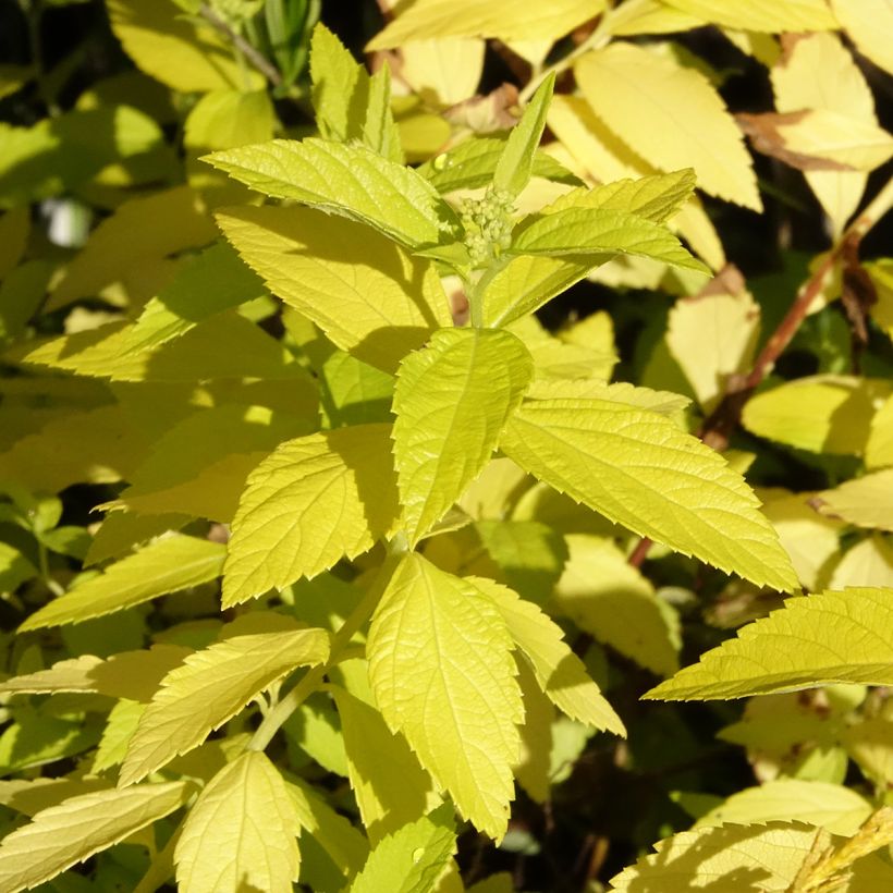 Espireia-japonesa White Gold - Spiraea japonica (Folhagem)