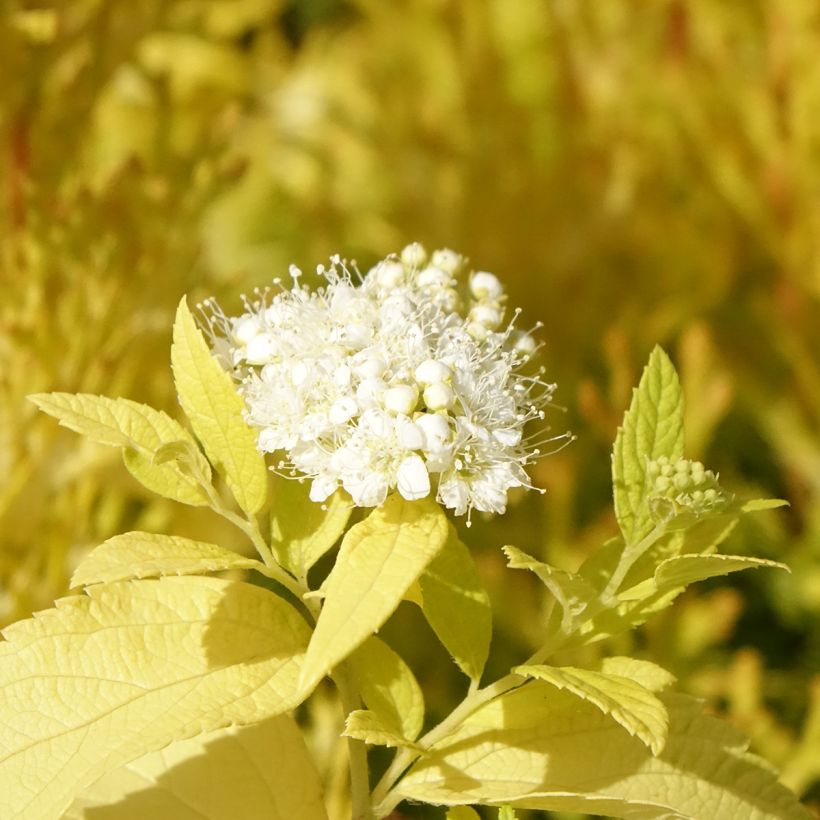Espireia-japonesa White Gold - Spiraea japonica (Floração)