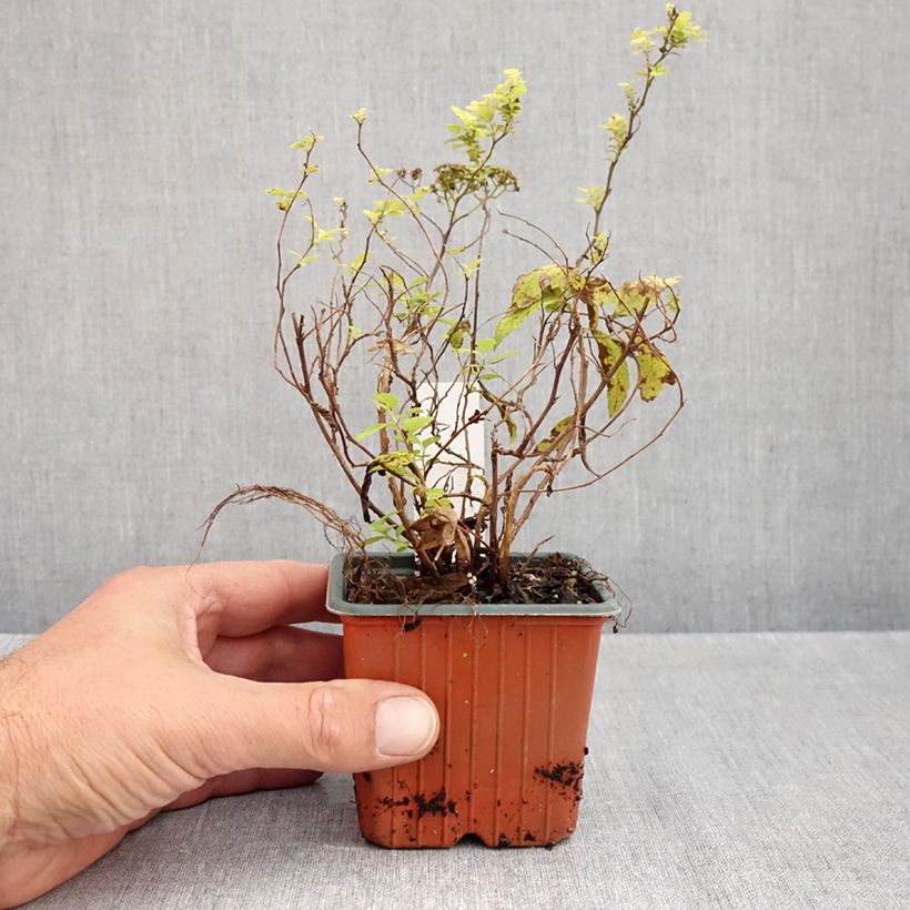 Amostra de Espireia-japonesa White Gold - Spiraea japonica Vaso de 8/9 cm tal como entregue no outono