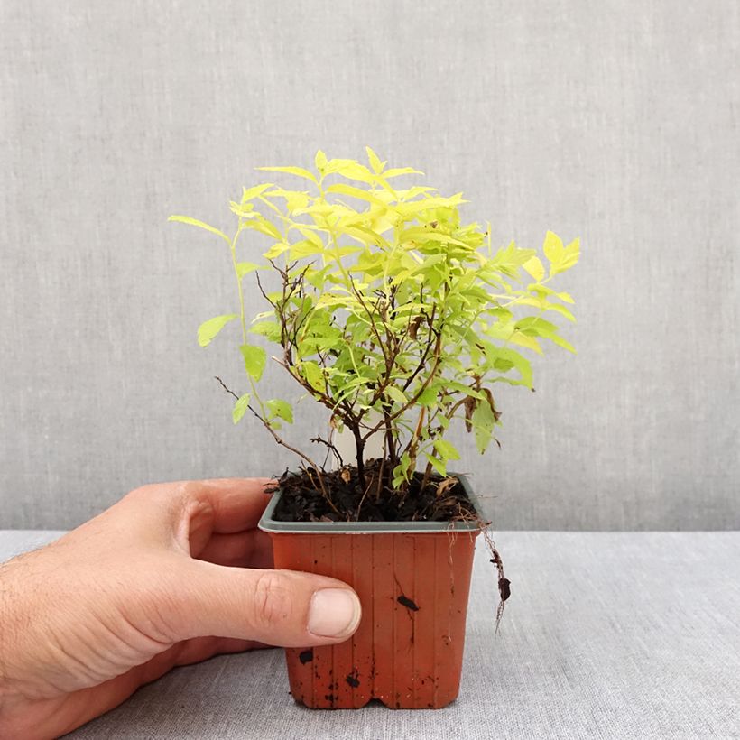 Amostra de Espireia-japonesa White Gold - Spiraea japonica Vaso de 8/9 cm tal como entregue na primavera