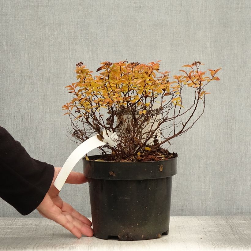 Amostra de Espireia-japonesa Zen'Spirit Caramel - Spiraea japonica Vaso de 3 L/4 L tal como entregue no outono