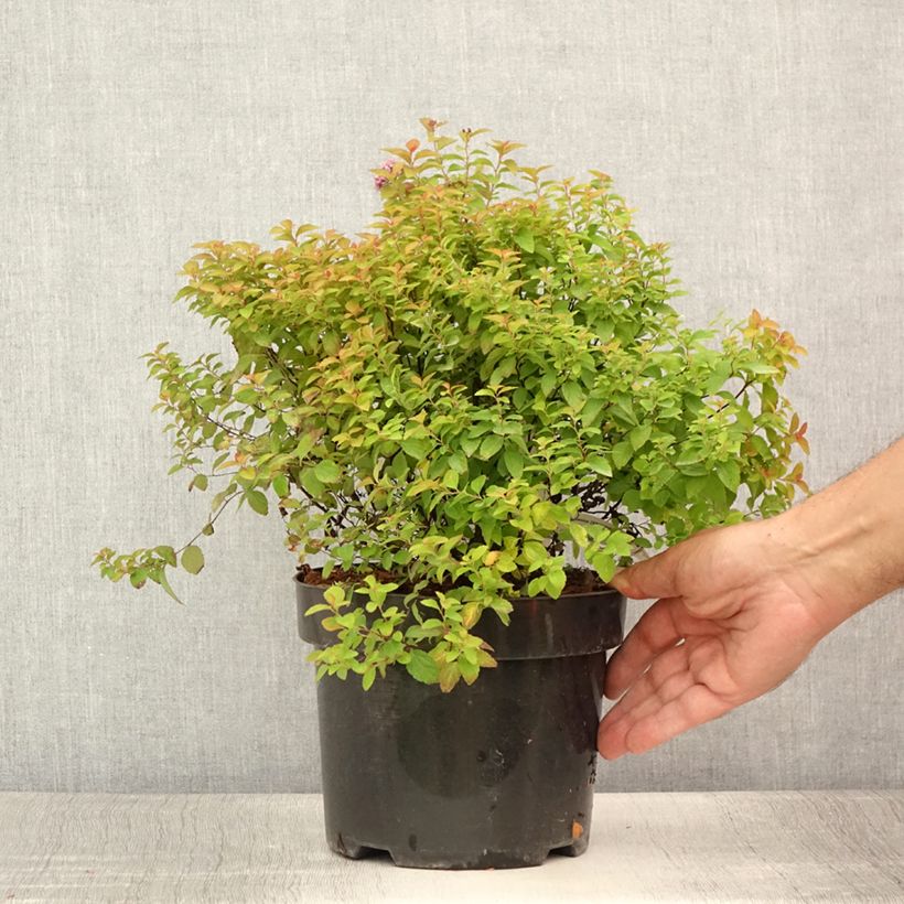 Amostra de Espireia-japonesa Zen'Spirit Caramel - Spiraea japonica Vaso de 3 L/4 L tal como entregue no verão