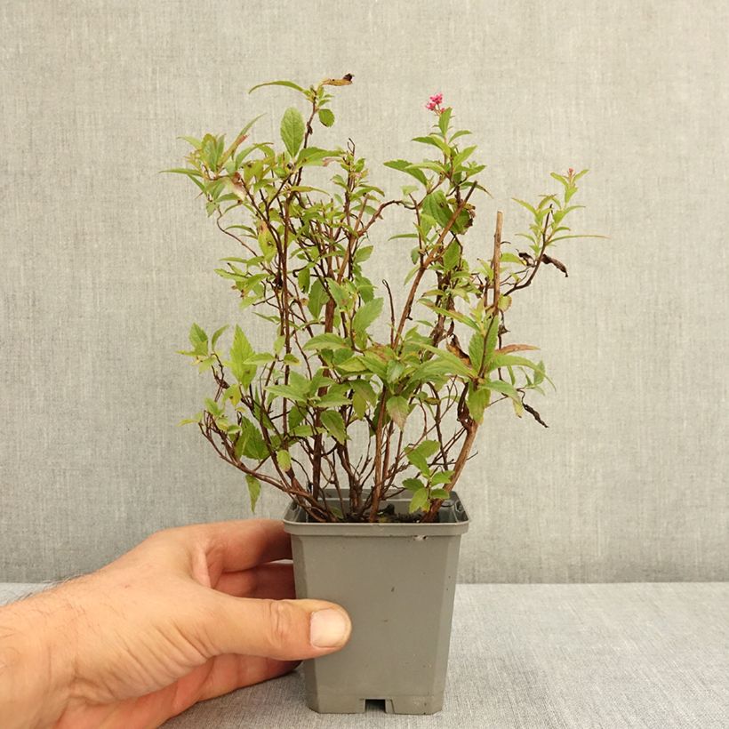 Amostra de Espireia-japonesa Anthony Waterer - Spiraea japonica Vaso de 8/9 cm tal como entregue no verão