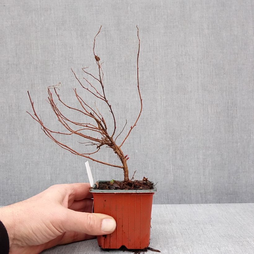 Amostra de Espireia-japonesa Anthony Waterer - Spiraea japonica Vaso de 8/9 cm tal como entregue no inverno