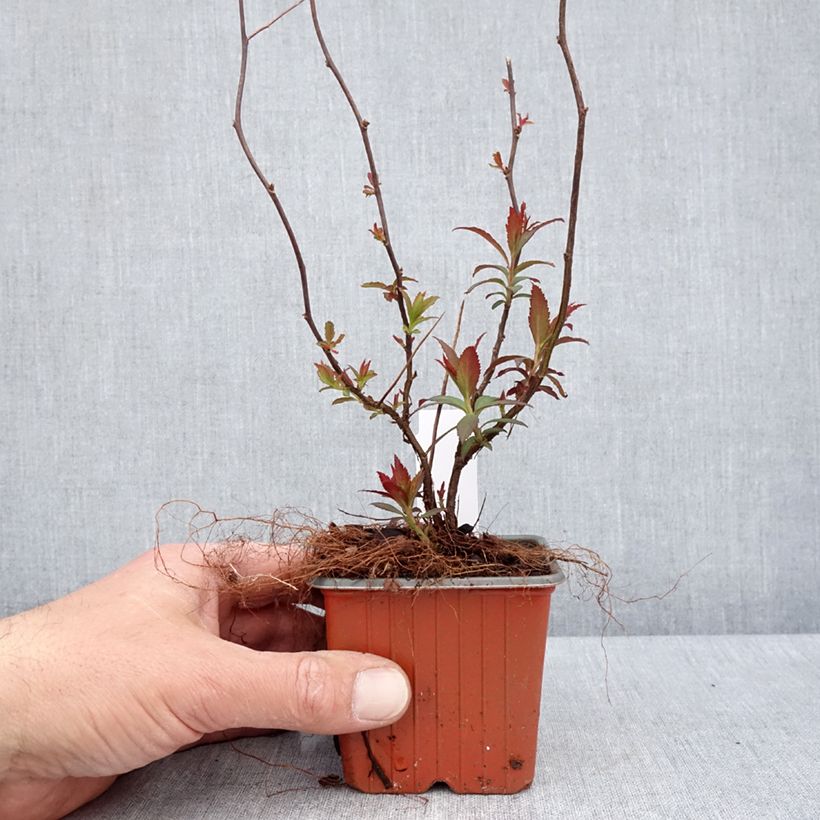 Amostra de Espireia-japonesa Anthony Waterer - Spiraea japonica Vaso de 8/9 cm tal como entregue na primavera