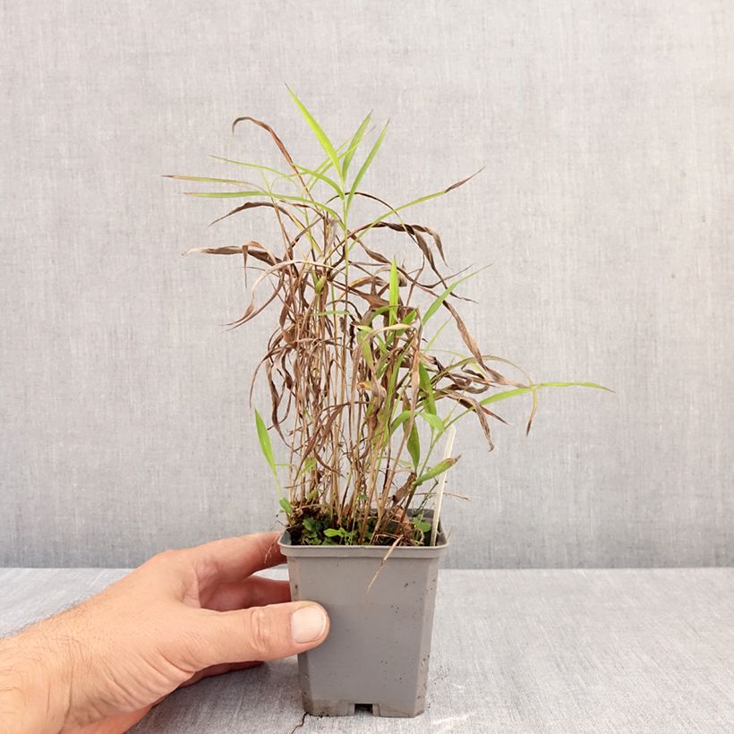 Amostra de Spodiopogon sibiricus Vaso de 8/9 cm tal como entregue no outono