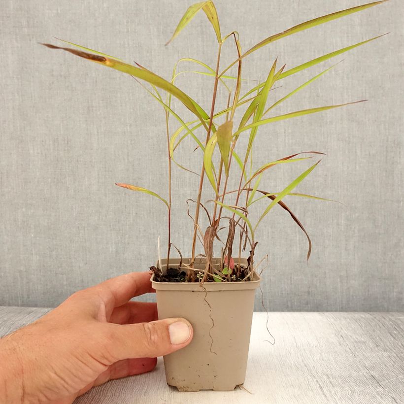 Amostra de Spodiopogon sibiricus Vaso de 8/9 cm tal como entregue no verão