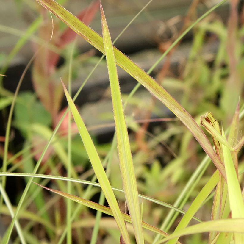 Spodiopogon sibiricus (Folhagem)