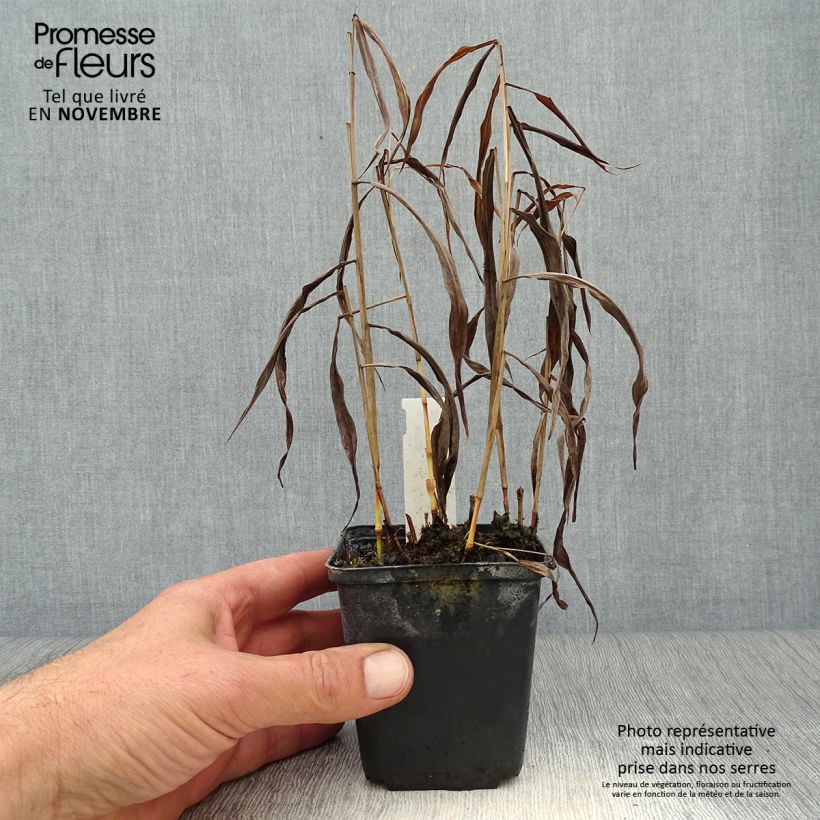 Amostra de Spodiopogon sibiricus West Lake Vaso de 8/9 cm tal como entregue no outono