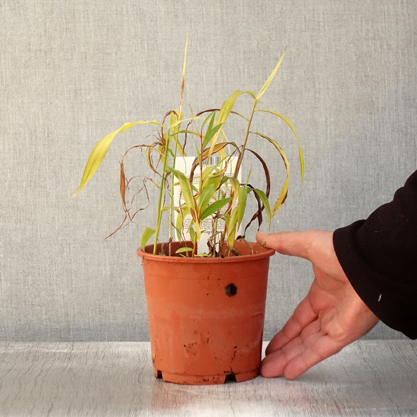 Amostra de Spodiopogon sibiricus West Lake Vaso de 1 L/1,5 L tal como entregue no outono