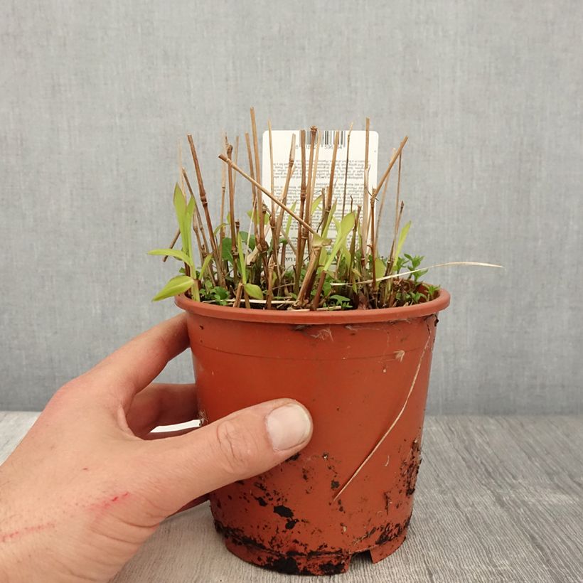 Amostra de Spodiopogon sibiricus West Lake Vaso de 1 L/1,5 L tal como entregue na primavera